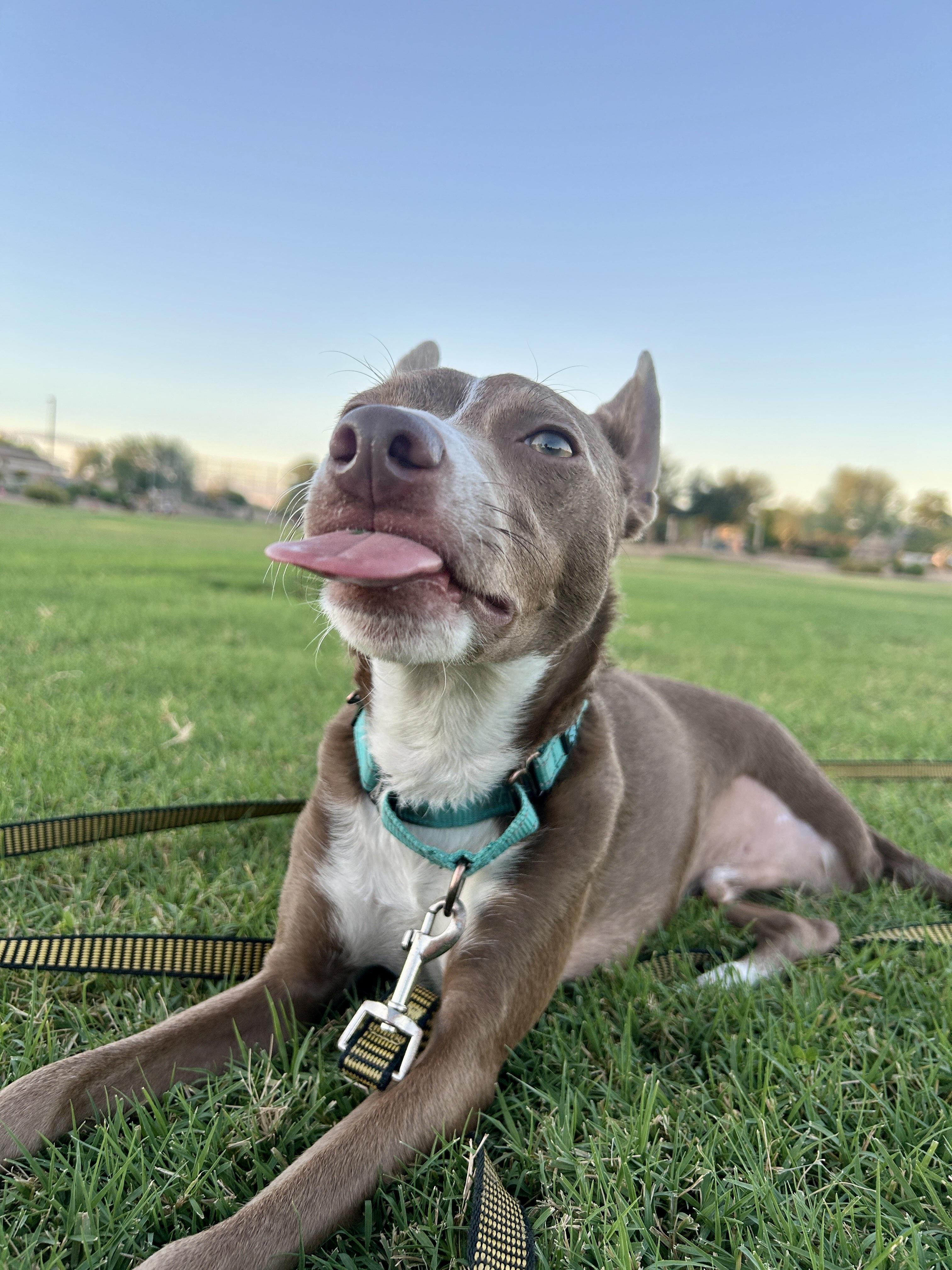 Enlarge Timmy, a Adoptable mixed breed in Scottsdale, AZ image 4/6