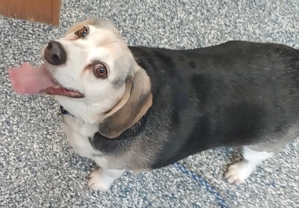 Enlarge Dandy, a Adopted mixed breed in Bemidji, MN image 1/3