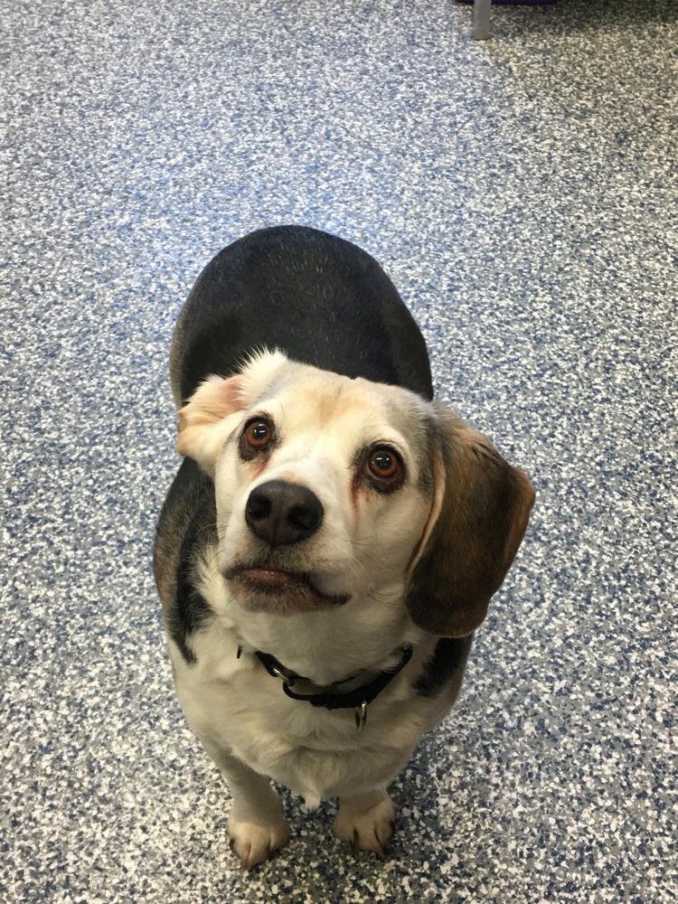 Enlarge Dandy, a Adopted mixed breed in Bemidji, MN image 2/3