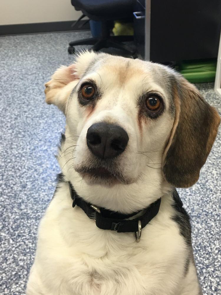 Enlarge Dandy, a Adopted mixed breed in Bemidji, MN image 3/3