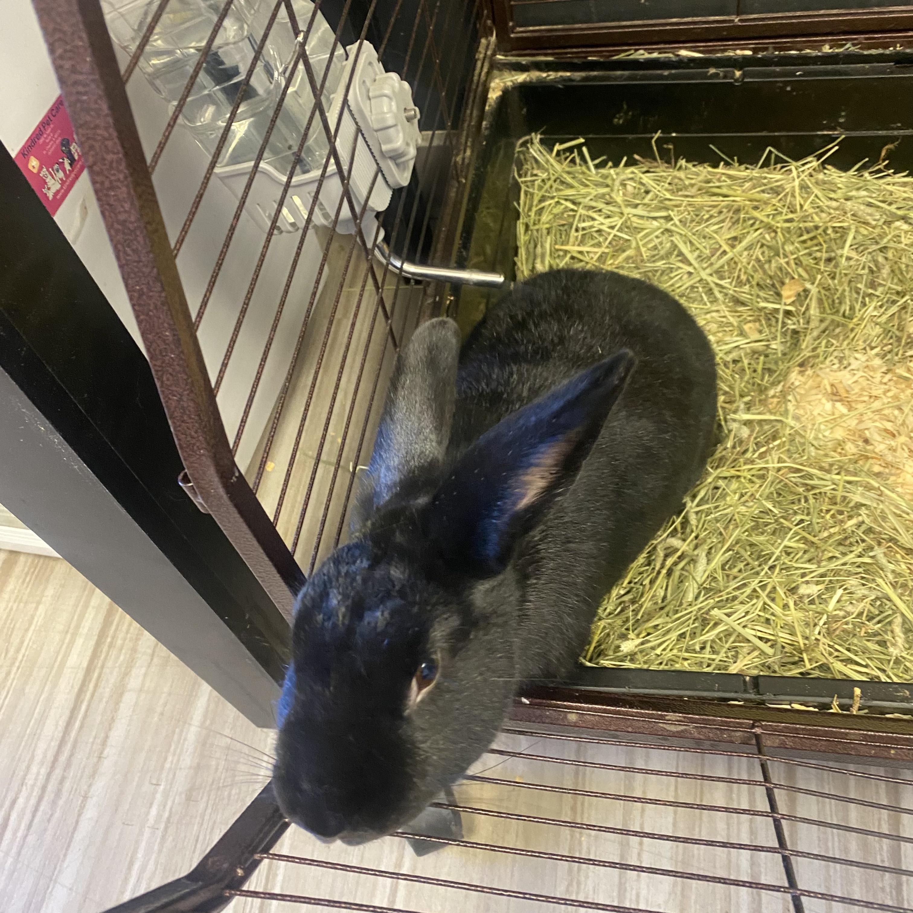Bonnie, Adoptable, Adult Female American.