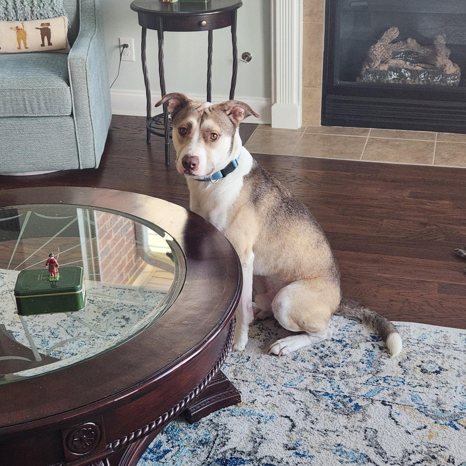 Balto, an adoptable Anatolian Shepherd, Husky in Brentwood, TN, 37024 | Photo Image 1