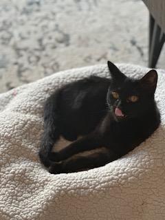 Enlarge Sue Ellen (aka Miss Luna the talker), a Adopted American Shorthair in Belmont, NC image 2/6