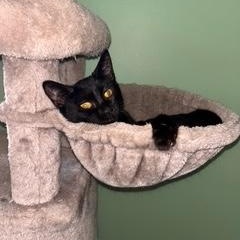 Enlarge Sue Ellen (aka Miss Luna the talker), a Adopted American Shorthair in Belmont, NC image 3/6