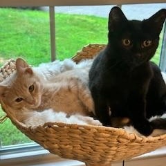 Enlarge Sue Ellen (aka Miss Luna the talker), a Adopted American Shorthair in Belmont, NC image 6/6