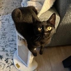 Enlarge Sue Ellen (aka Miss Luna the talker), a Adopted American Shorthair in Belmont, NC image 1/6