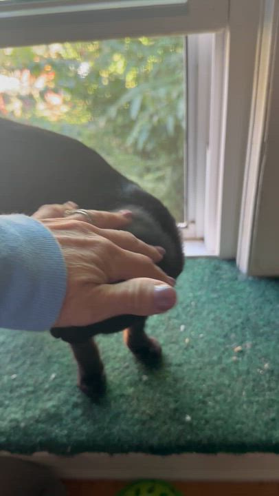 Enlarge Sue Ellen (aka Miss Luna the talker), a Adopted American Shorthair in Belmont, NC video 5/6