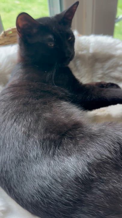 Enlarge Sue Ellen (aka Miss Luna the talker), a Adopted American Shorthair in Belmont, NC video 4/6