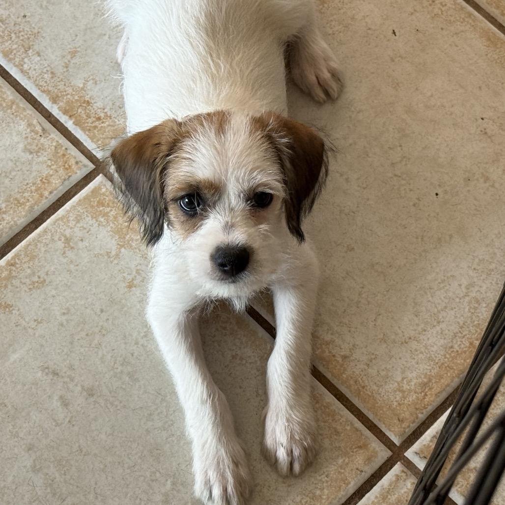 Ellen Sue, Adoptable, Puppy Female Terrier & Border Terrier.
