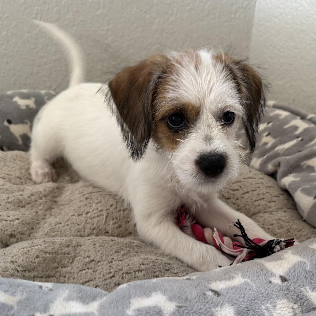 Enlarge Ellen Sue, a Adoptable mixed breed in San Diego, CA image 2/6