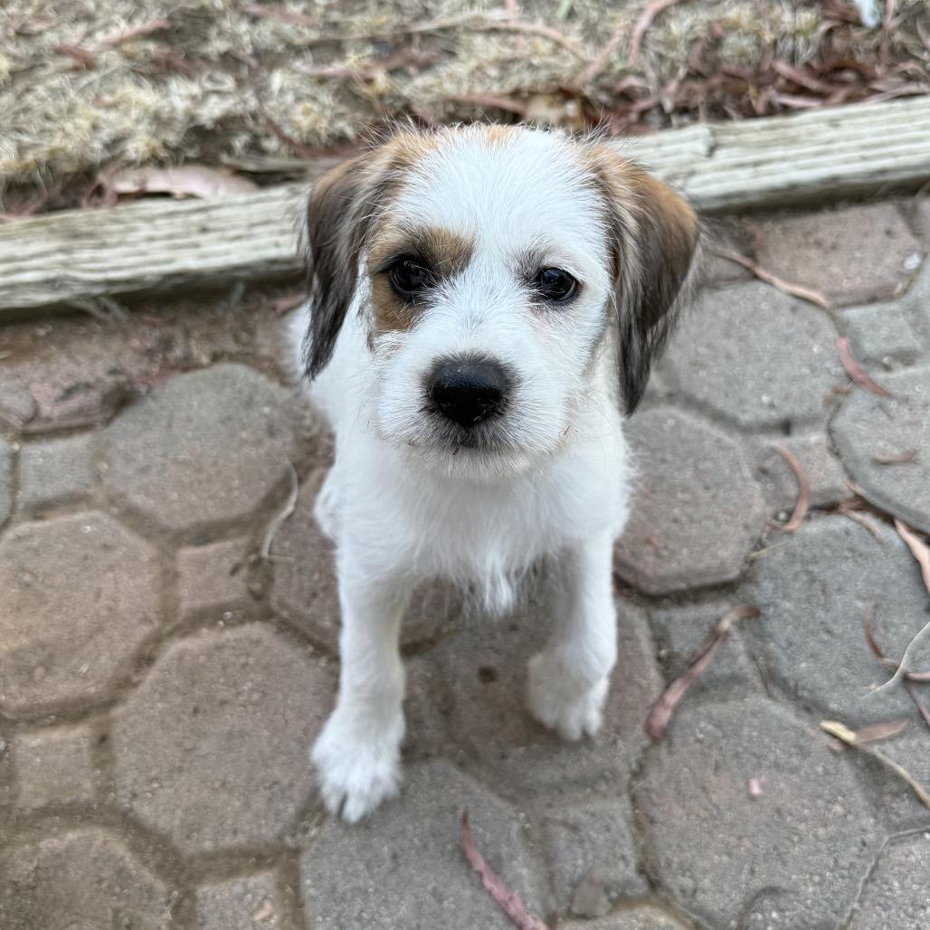 Enlarge Ellen Sue, a Adoptable mixed breed in San Diego, CA image 4/6