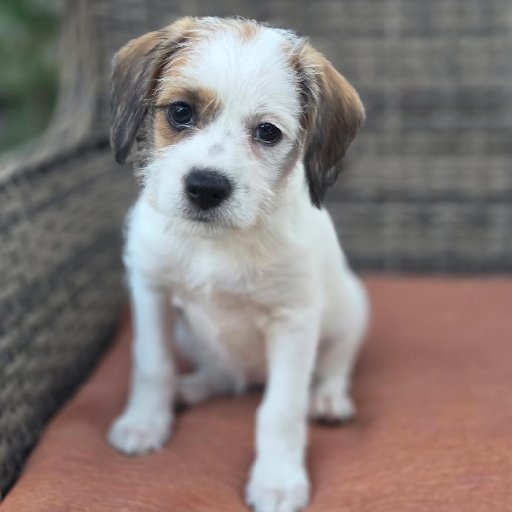 Enlarge Ellen Sue, a Adoptable mixed breed in San Diego, CA image 5/6