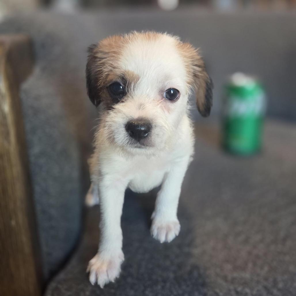 Enlarge Ellen Sue, a Adoptable mixed breed in San Diego, CA image 6/6