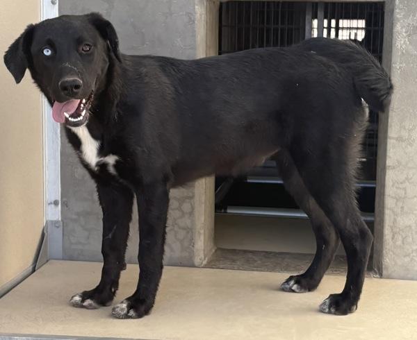 Moe, Adoptable, Young Female Labrador Retriever.