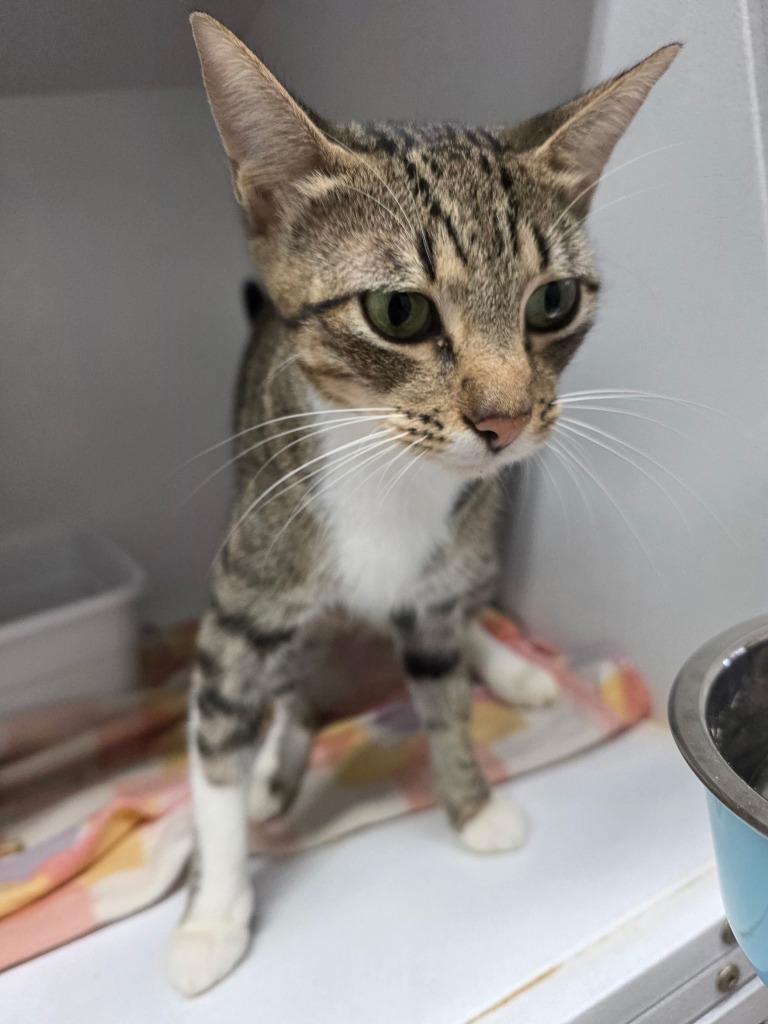 Serena, Adoptable, Adult Female Domestic Short Hair.
