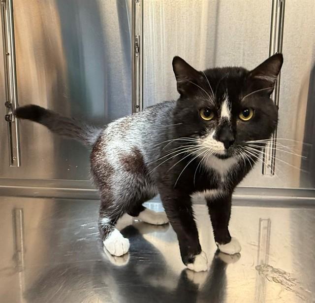BENTLEY, Adoptable, Young Male Domestic Short Hair.