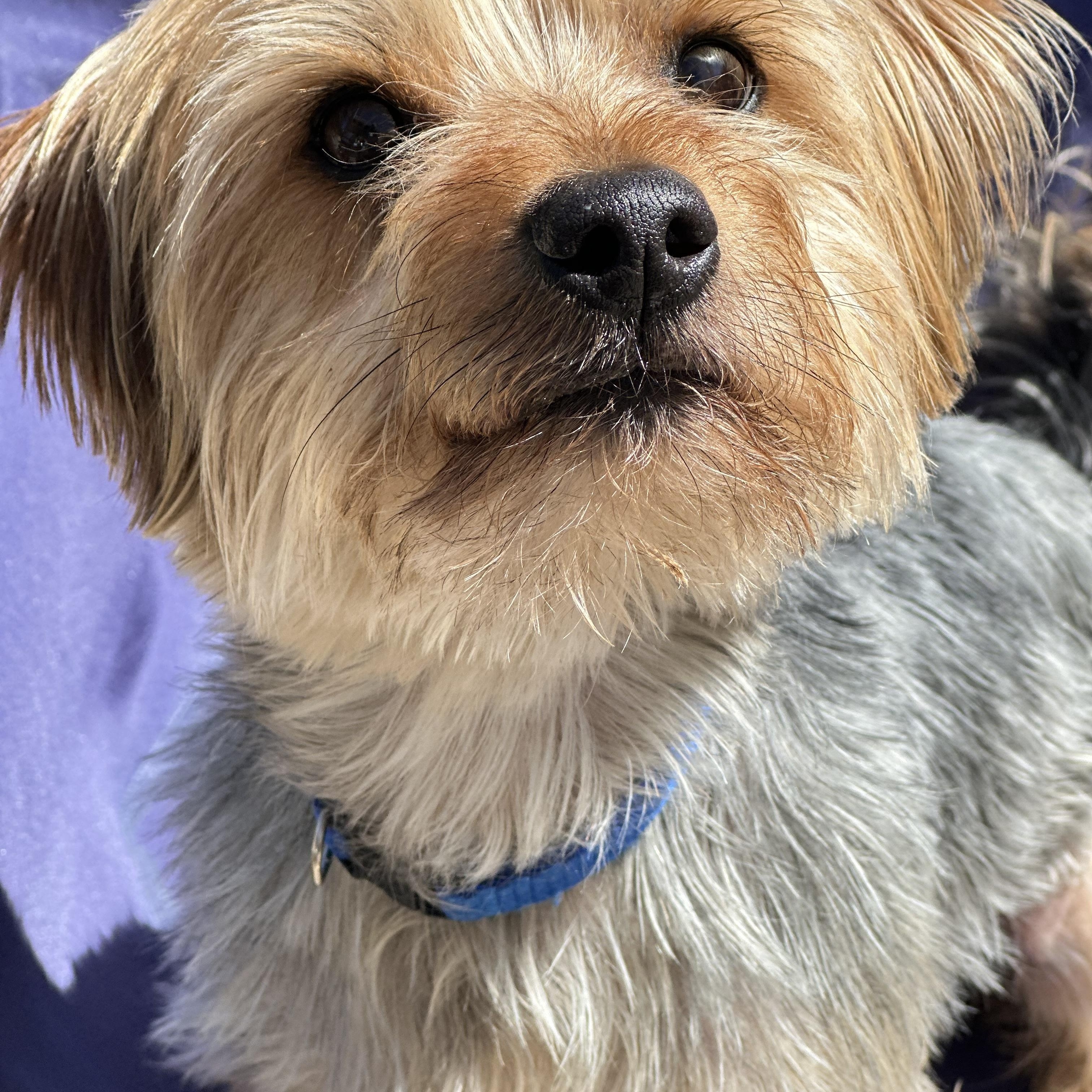 Enlarge BISCUIT, a ADOPTABLE Yorkshire Terrier in Topanga, CA image 1/1