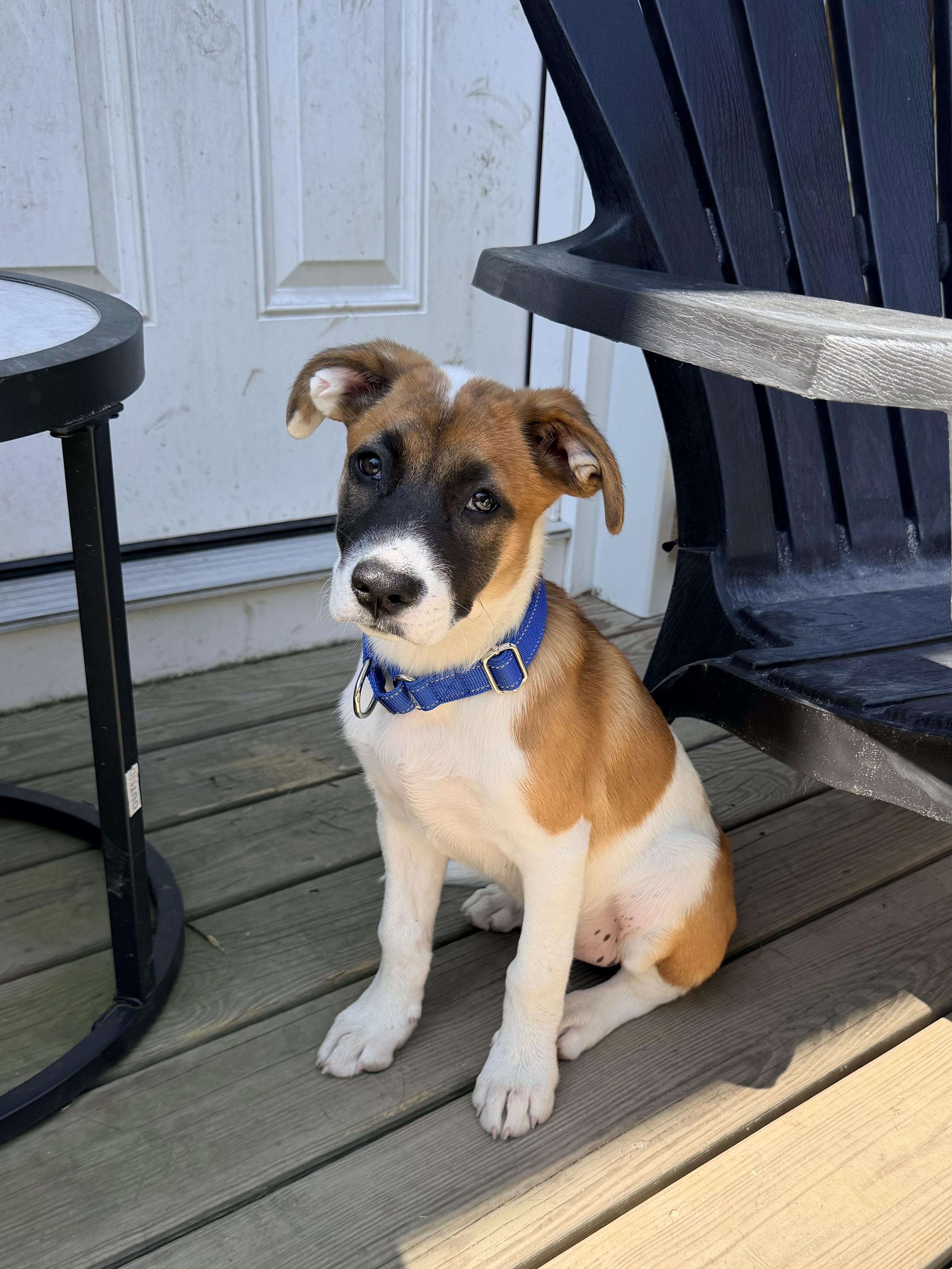Enlarge Rizzo, a Adopted Mixed Breed in Berwick, ME image 1/2
