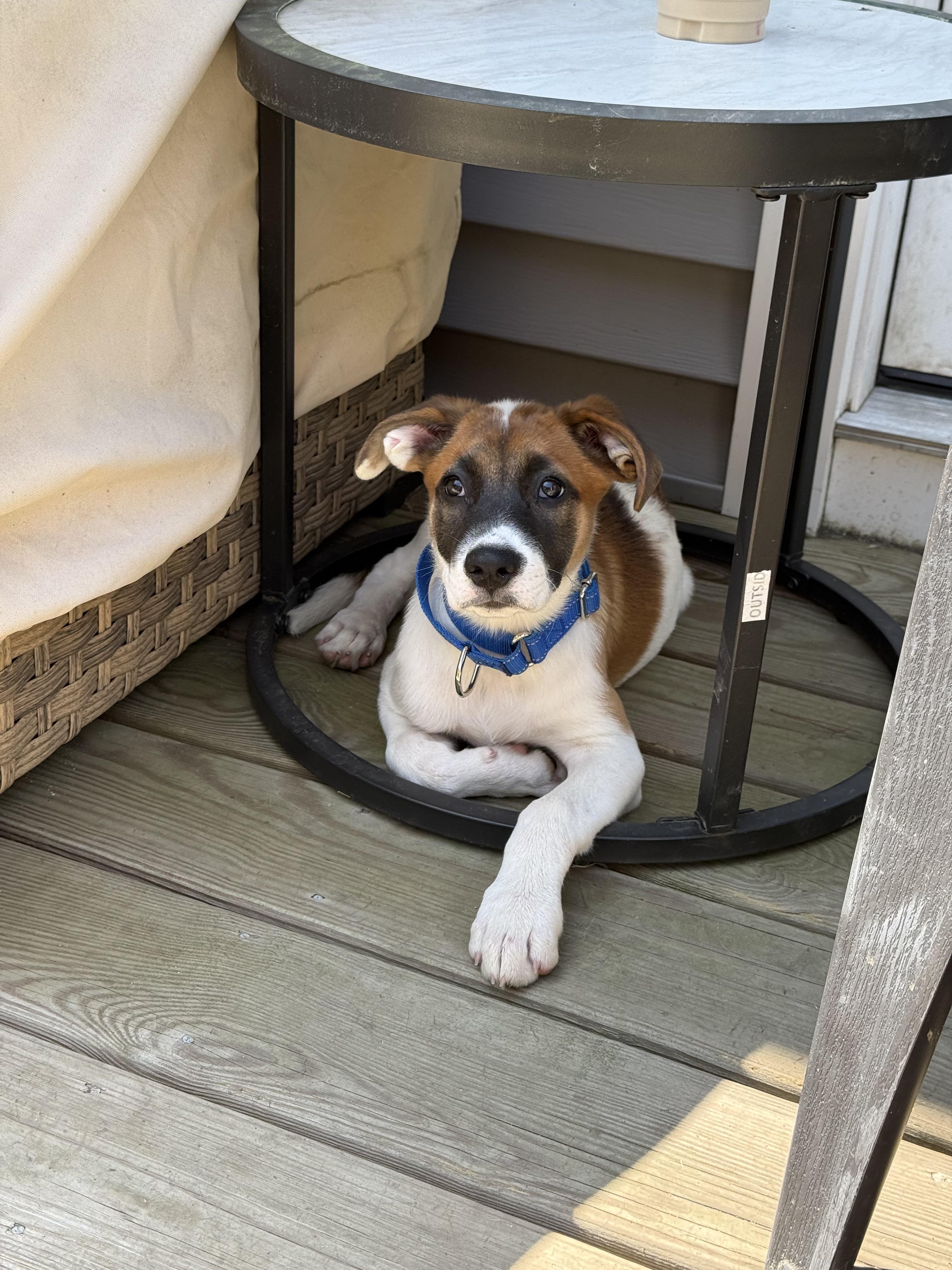 Enlarge Rizzo, a Adopted Mixed Breed in Berwick, ME image 2/2
