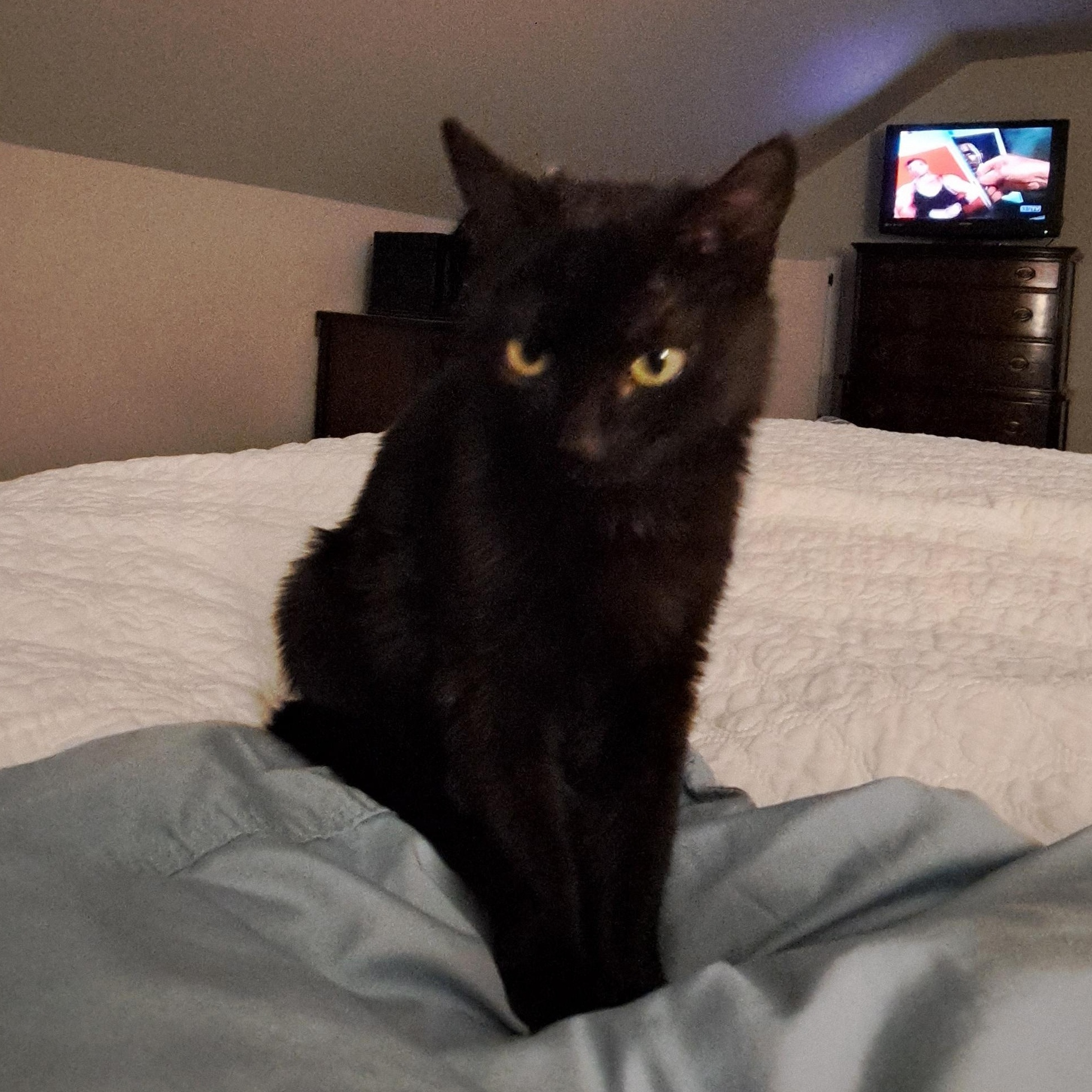 Flow. Aka Rosie, a Adoptable Domestic Medium Hair in Portland, OR image 2/4