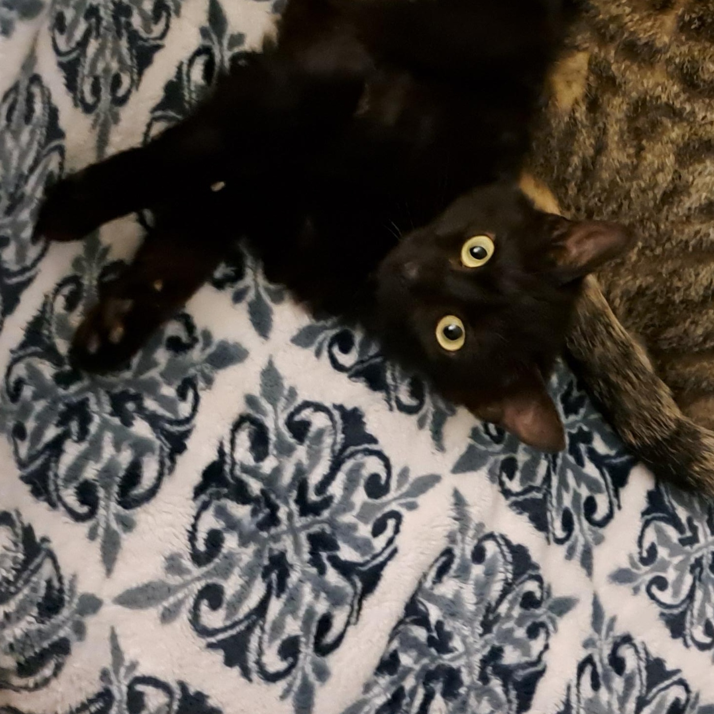 Flow. Aka Rosie, a Adoptable Domestic Medium Hair in Portland, OR image 1/4