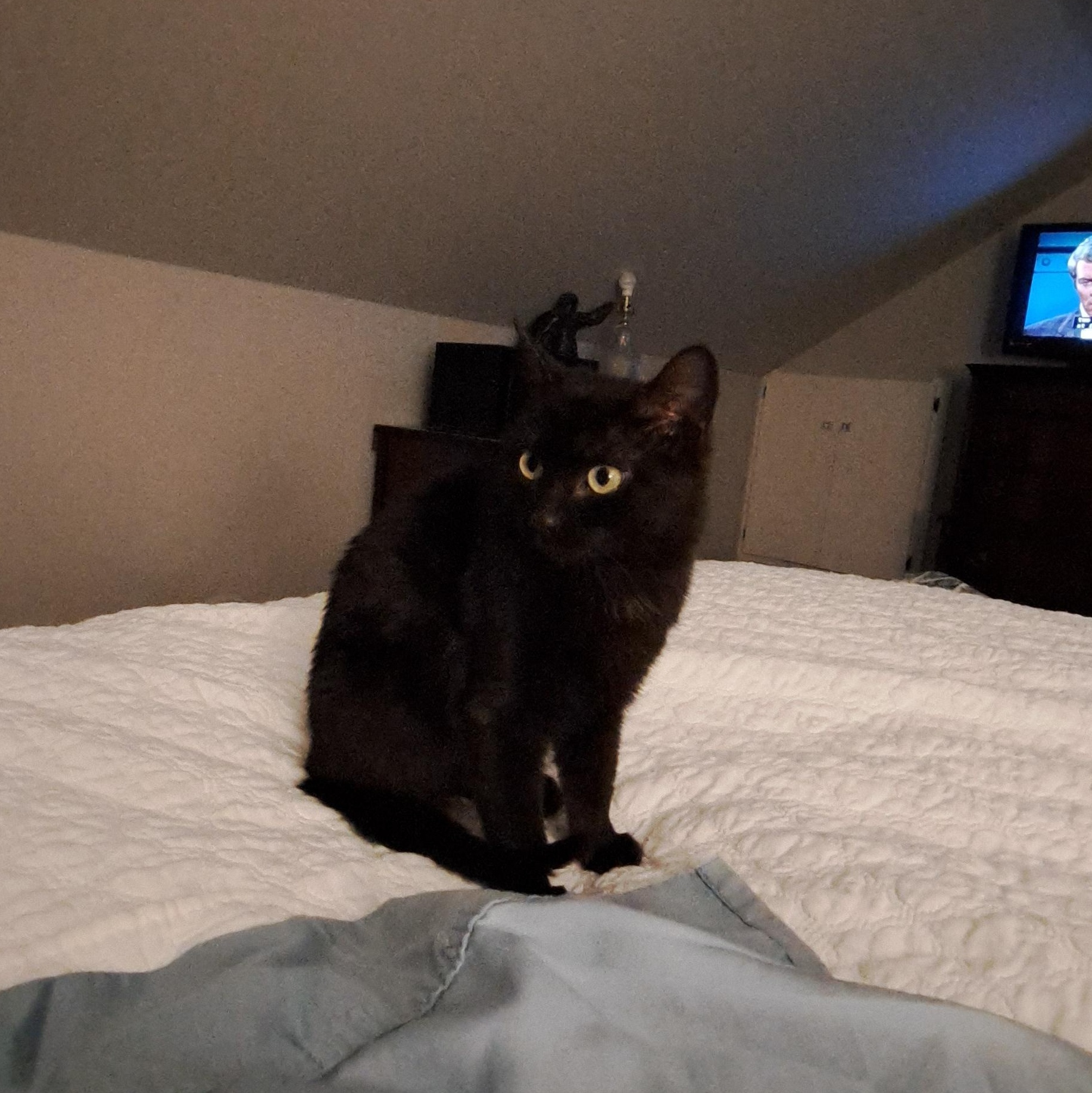 Flow. Aka Rosie, a Adoptable Domestic Medium Hair in Portland, OR image 3/4