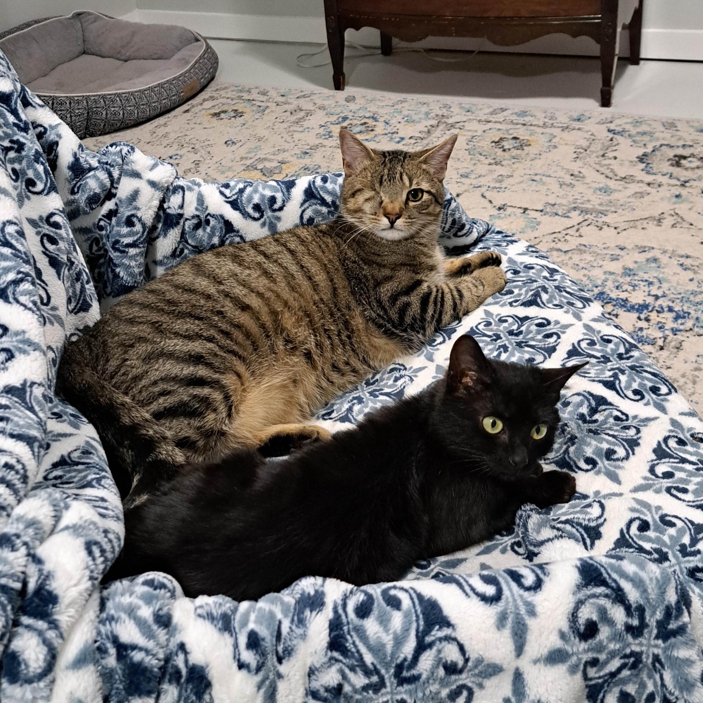 Flow. Aka Rosie, a Adoptable Domestic Medium Hair in Portland, OR image 4/4