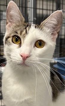 Enlarge Presley, a Adoptable Domestic Short Hair in Pompton Lakes, NJ image 1/1