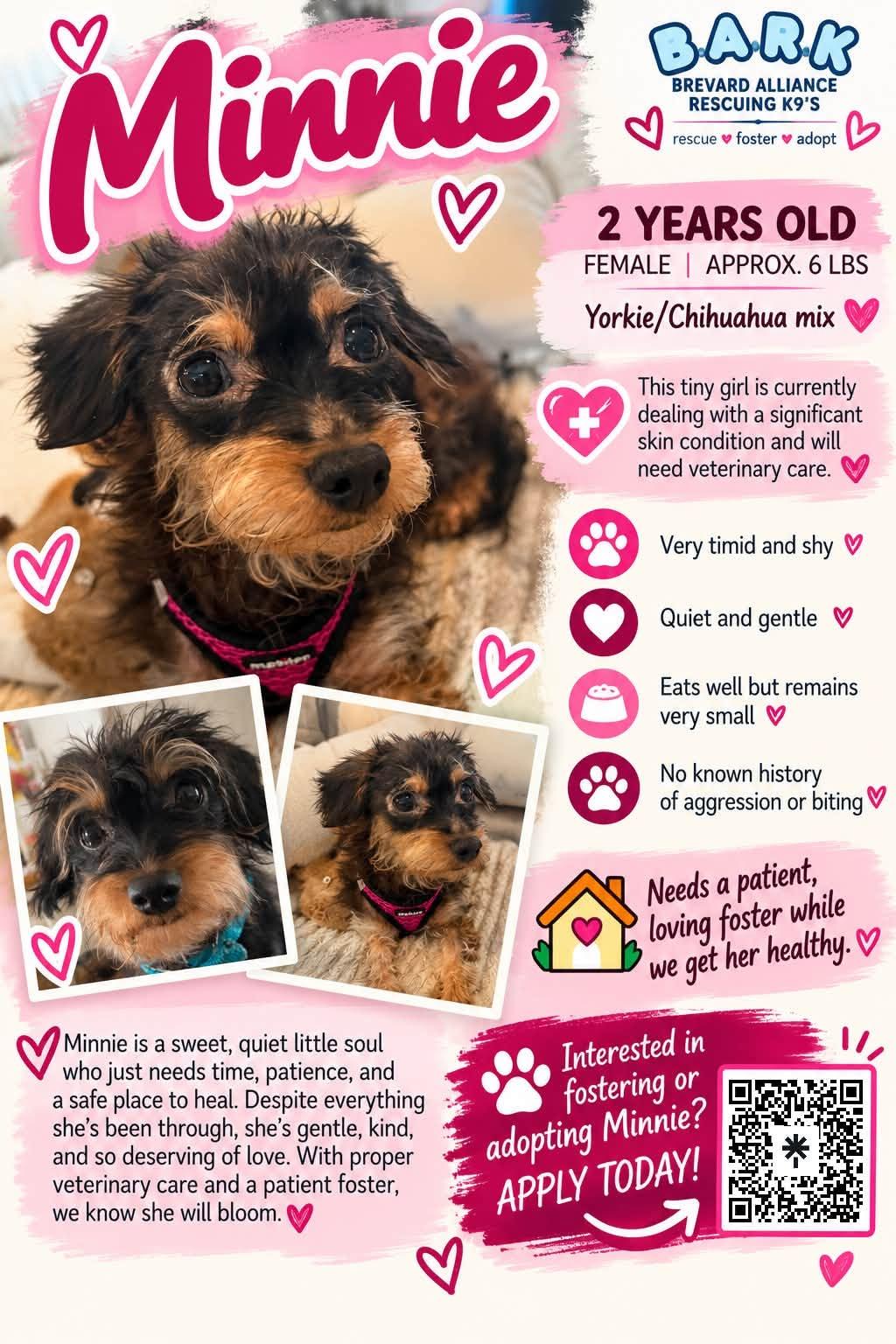 Enlarge Minnie, a Adoptable Yorkshire Terrier in Palm Bay, FL image 6/6