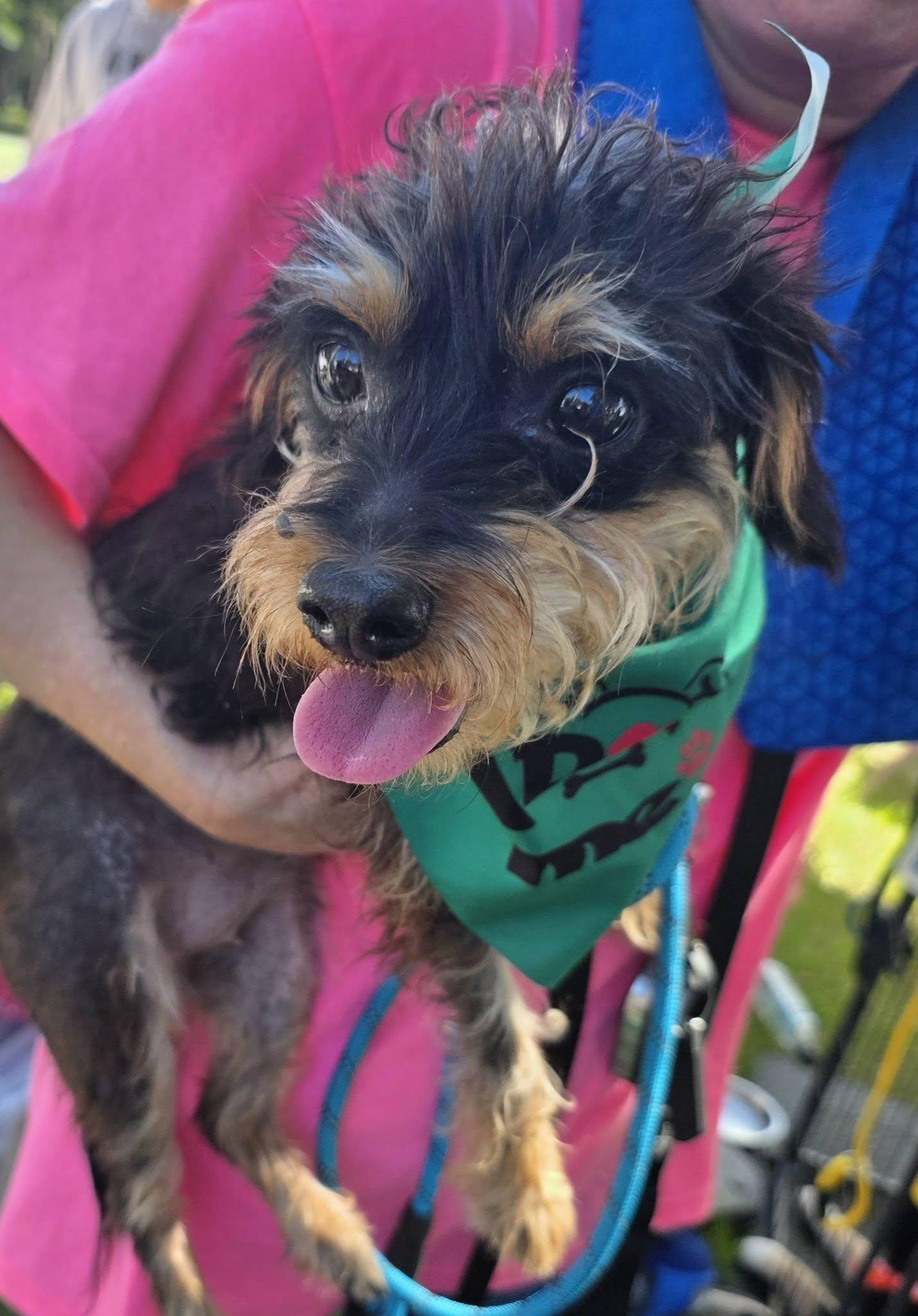 Minnie, Adoptable, Adult Female Yorkshire Terrier.