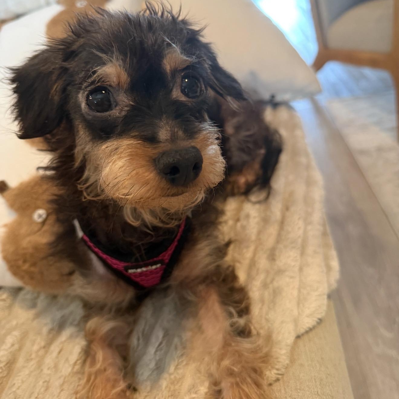 Enlarge Minnie, a Adoptable Yorkshire Terrier in Palm Bay, FL image 2/6