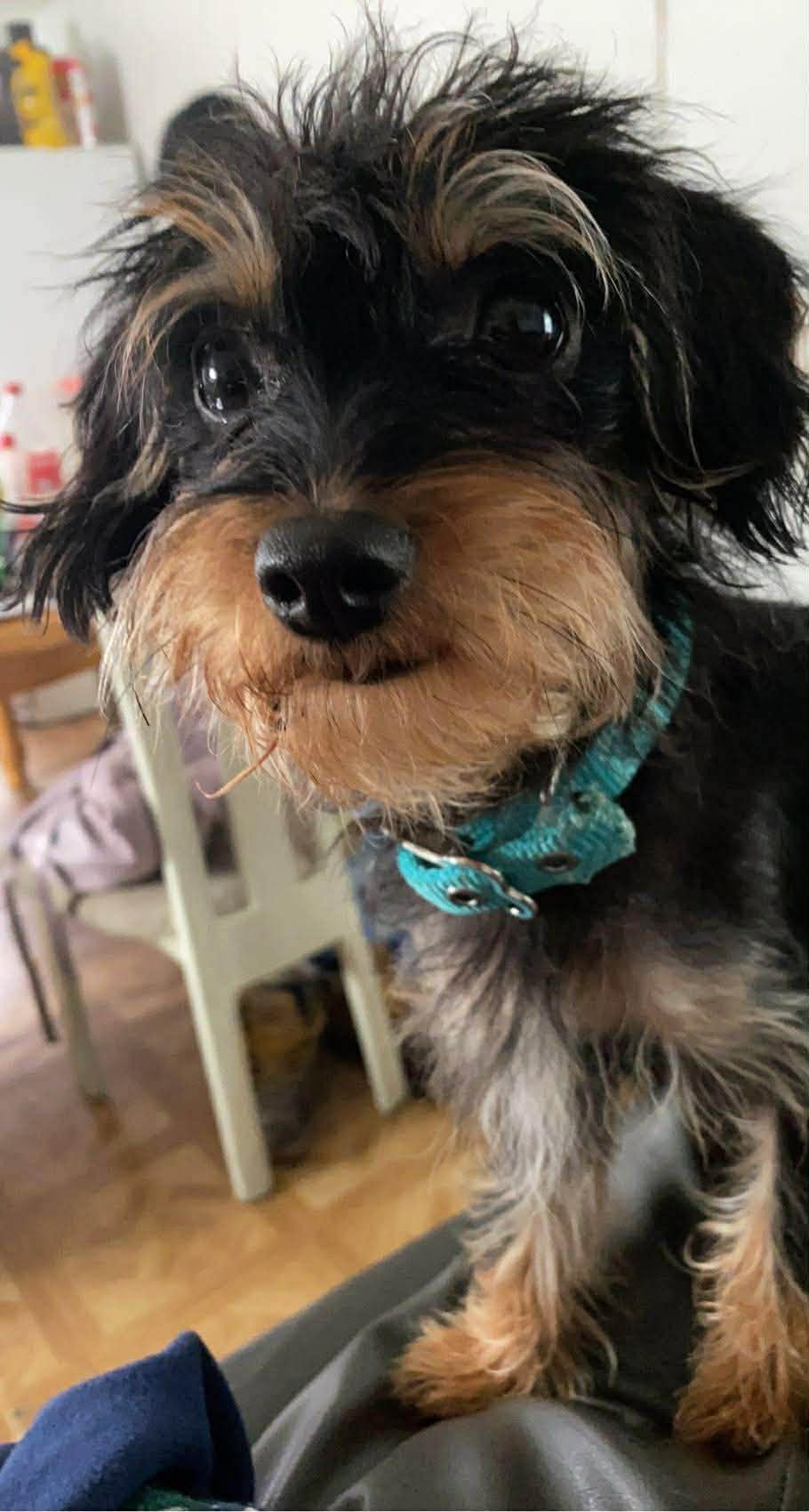 Enlarge Minnie, a Adoptable Yorkshire Terrier in Palm Bay, FL image 3/6