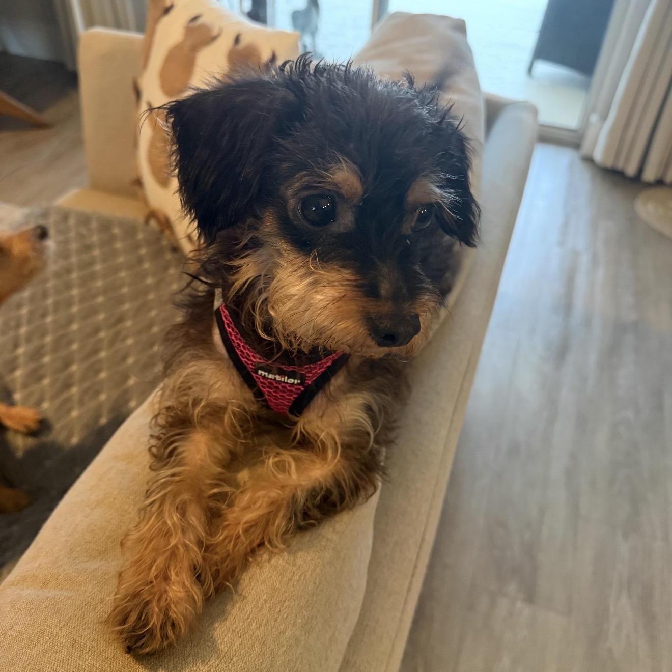 Enlarge Minnie, a Adoptable Yorkshire Terrier in Palm Bay, FL image 4/6