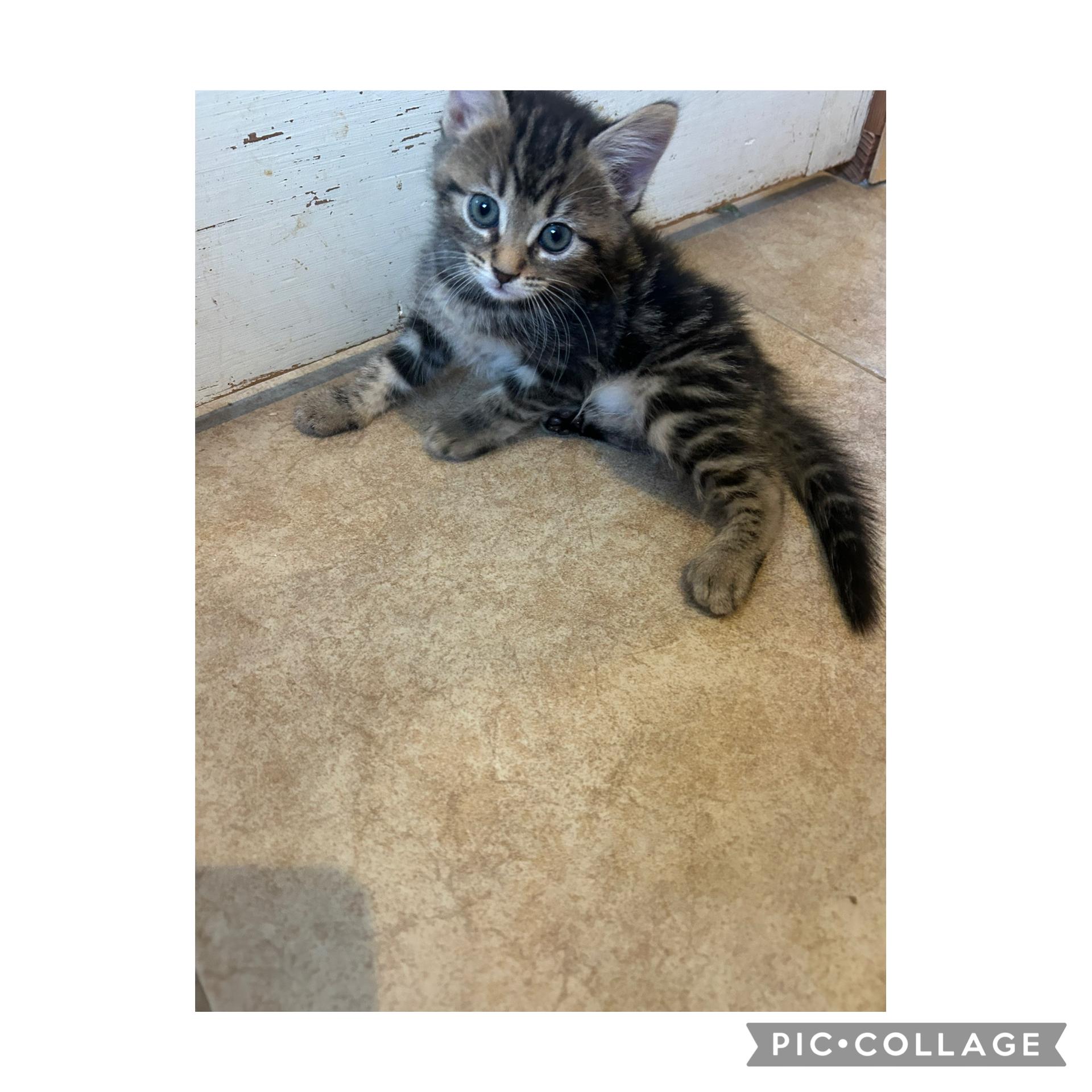 Enlarge Sadie, a Adoptable Maine Coon in Bradenton, FL image 5/6