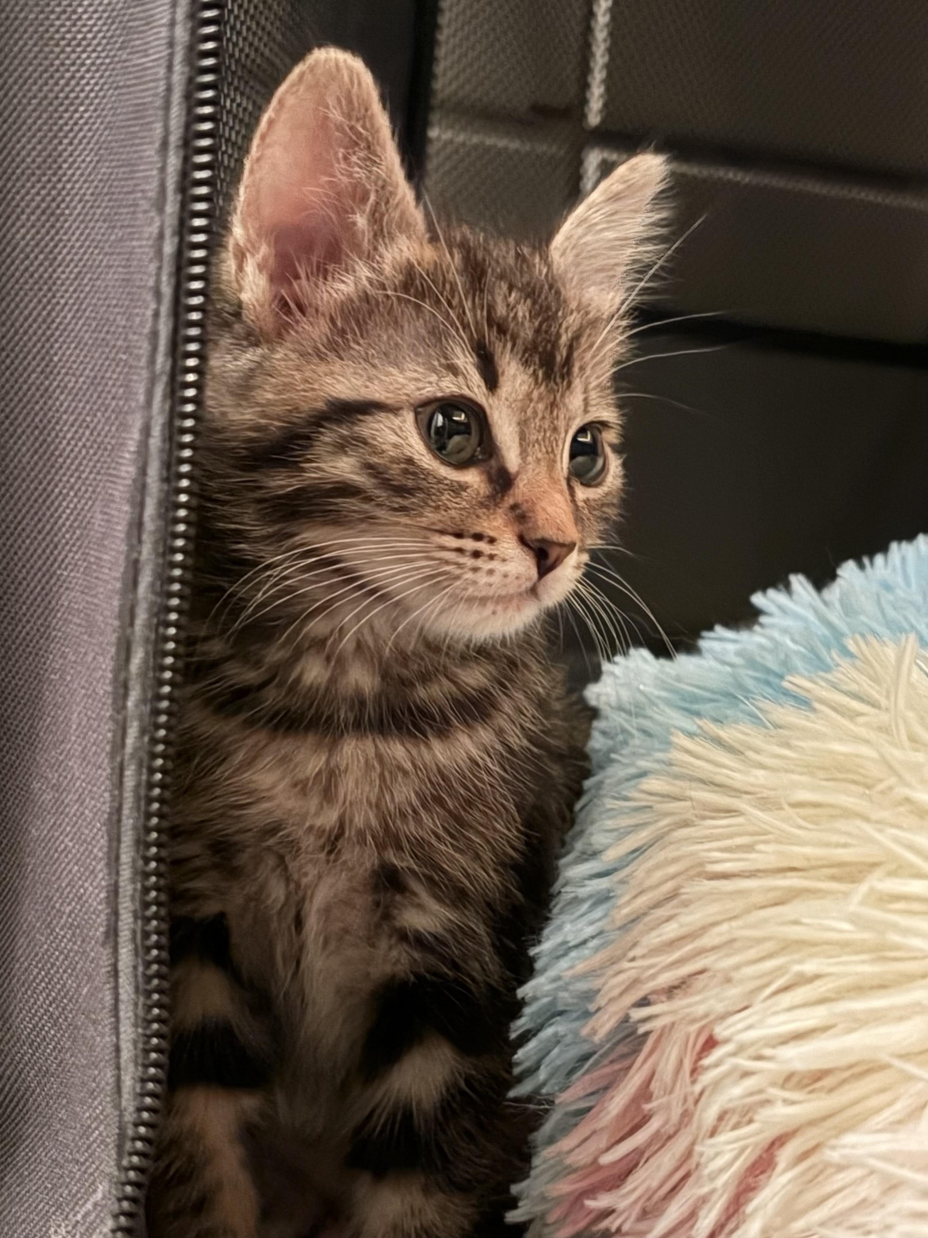 Sadie, Adoptable, Kitten Female Maine Coon.