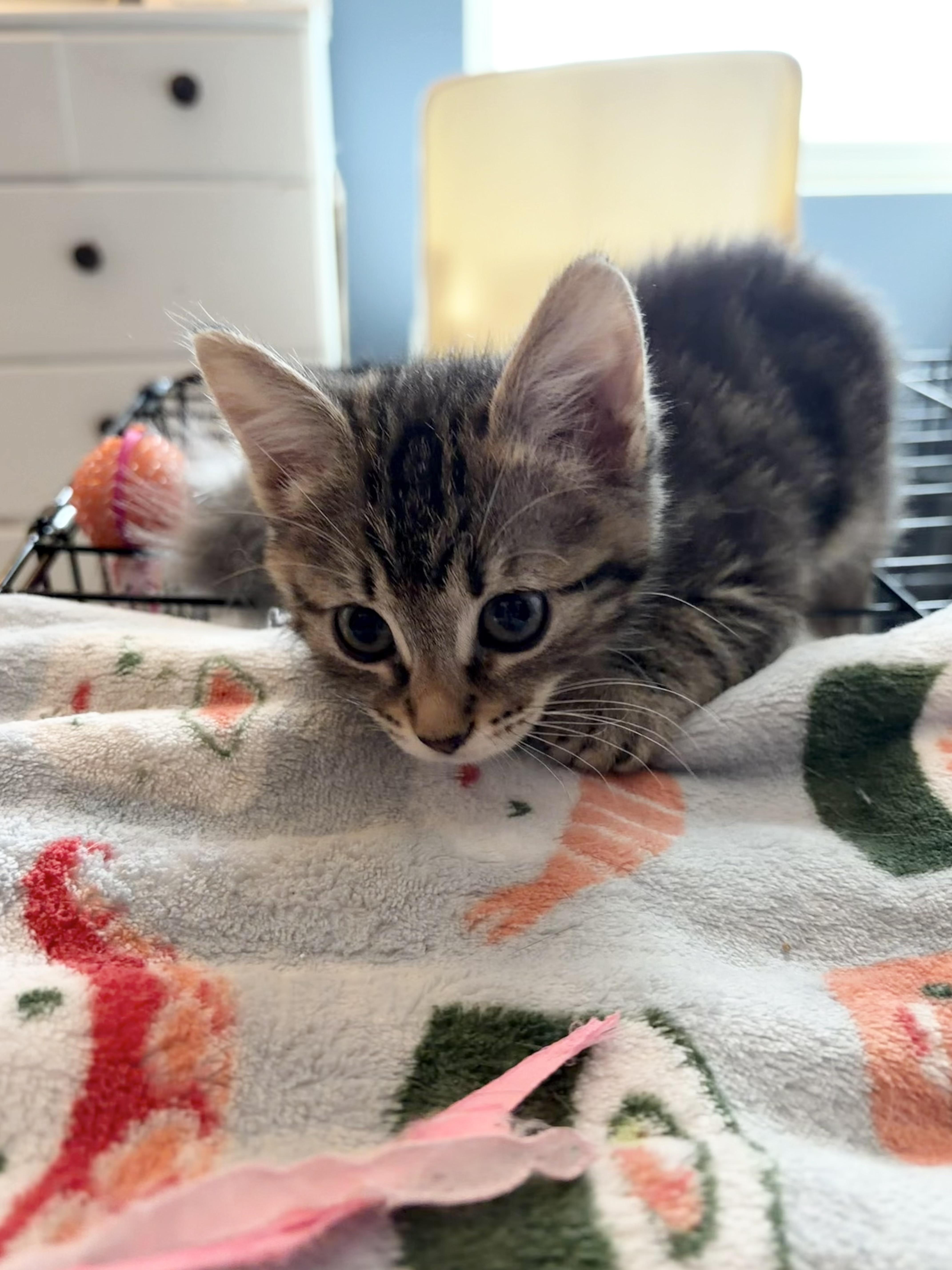 Enlarge Sadie, a Adoptable Maine Coon in Bradenton, FL image 2/6