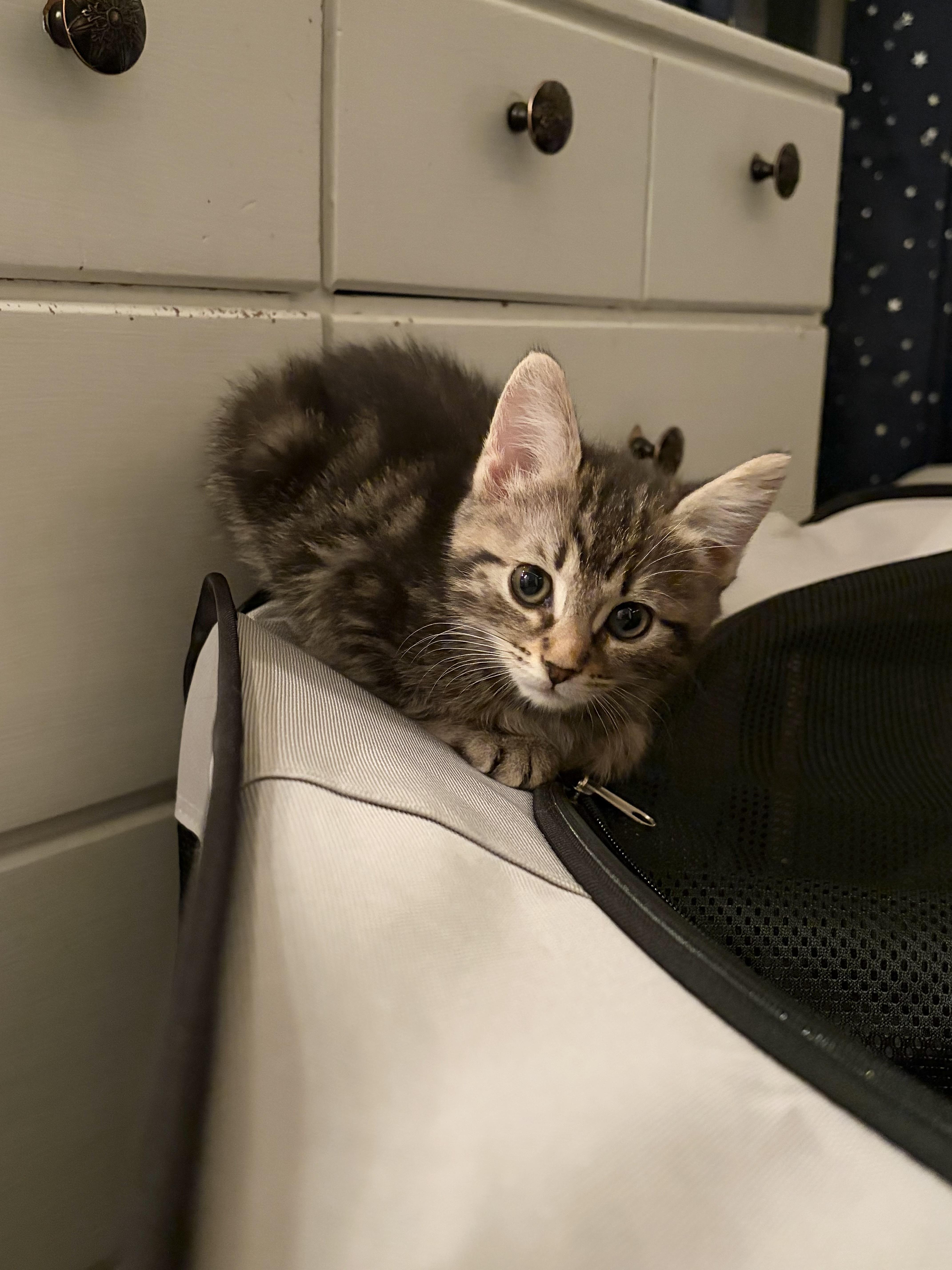 Enlarge Sadie, a Adoptable Maine Coon in Bradenton, FL image 3/6