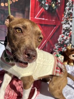 Witchie, Adoptable, Adult Female Terrier & Mixed Breed.