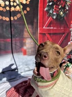 Witchie, Adoptable, Adult Female Terrier & Mixed Breed.
