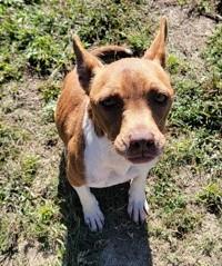 Witchie, Adoptable, Adult Female Terrier & Mixed Breed.