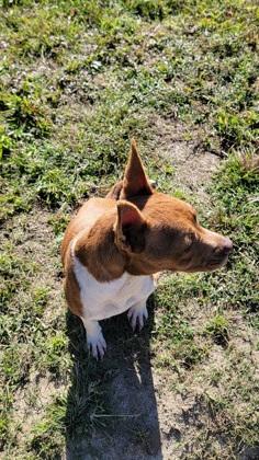 Witchie, a Adoptable mixed breed in Conway, SC image 3/3