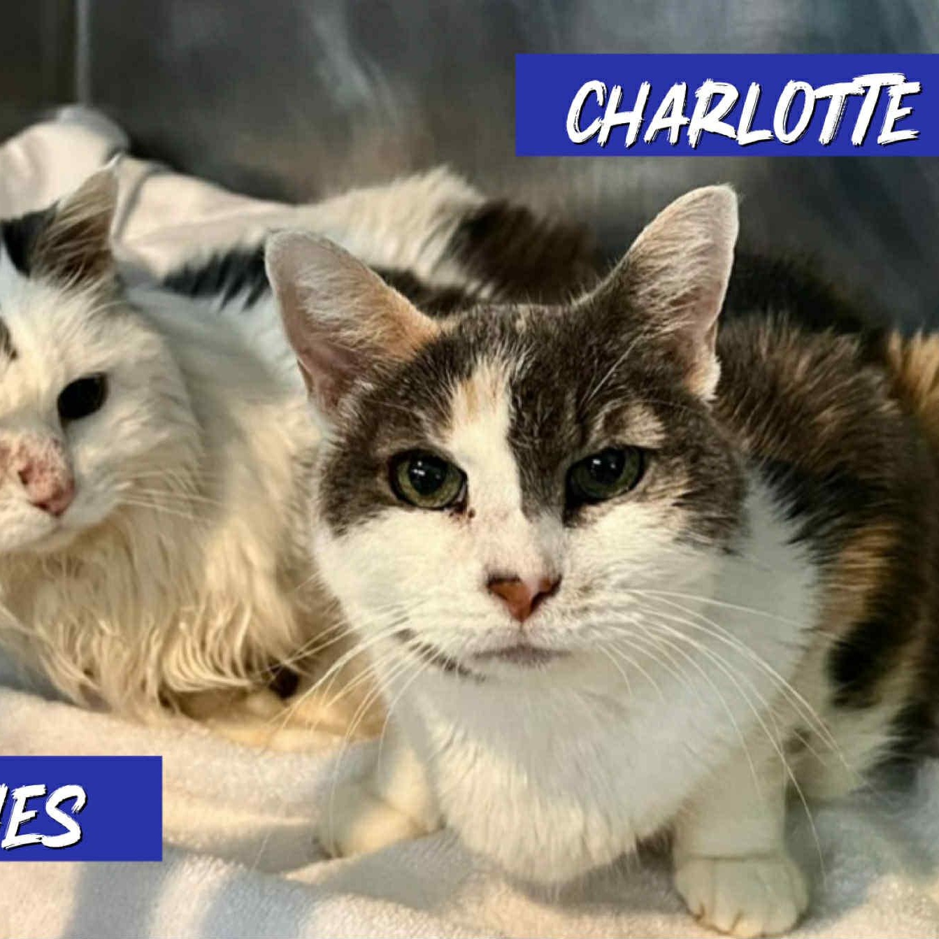 Charlotte -12 yo senior (bonded to Patches)