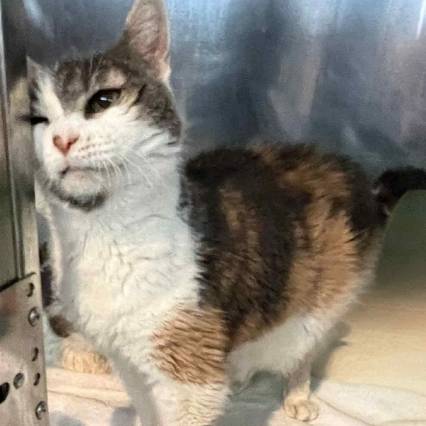 Charlotte -12 yo senior (bonded to Patches)