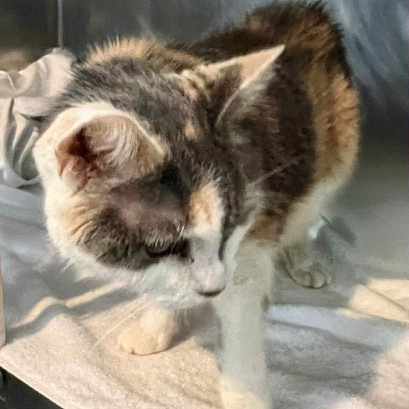 Charlotte -12 yo senior (bonded to Patches)