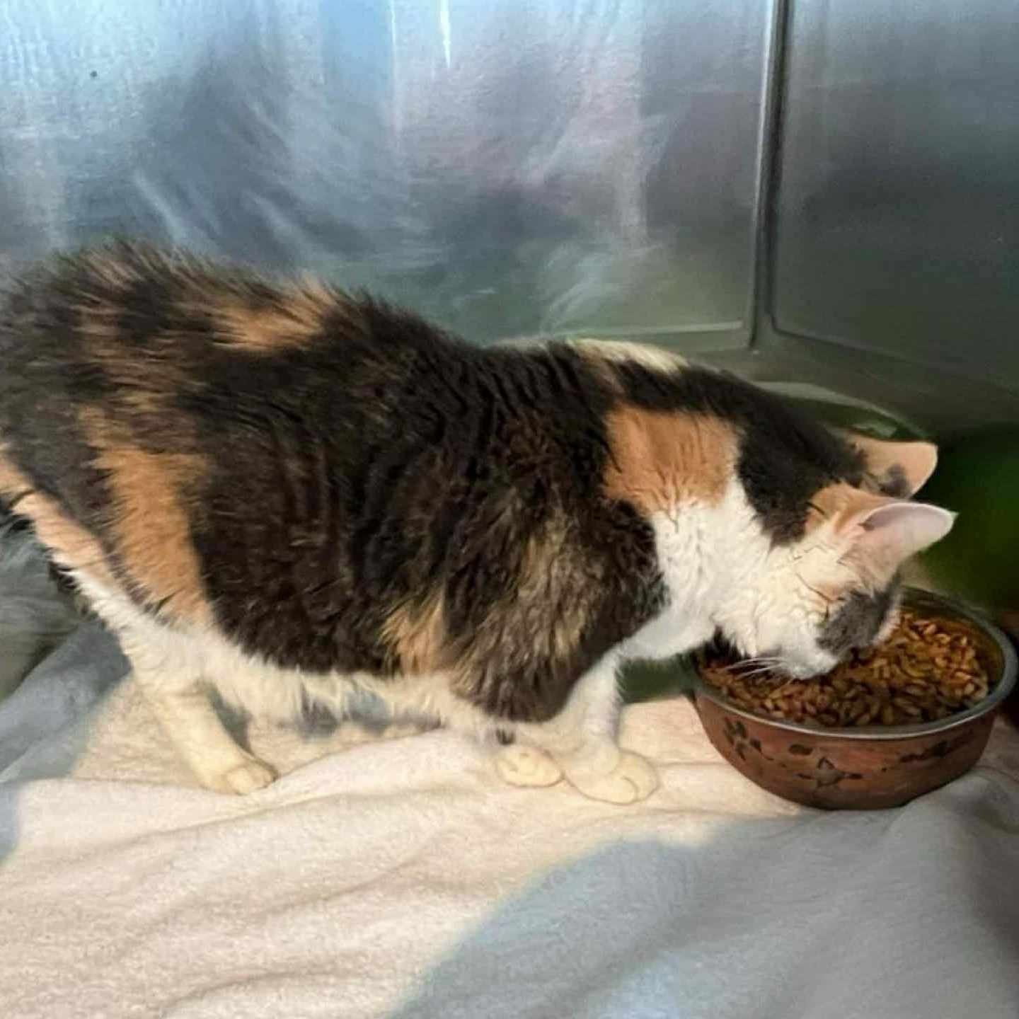 Charlotte -12 yo senior (bonded to Patches)