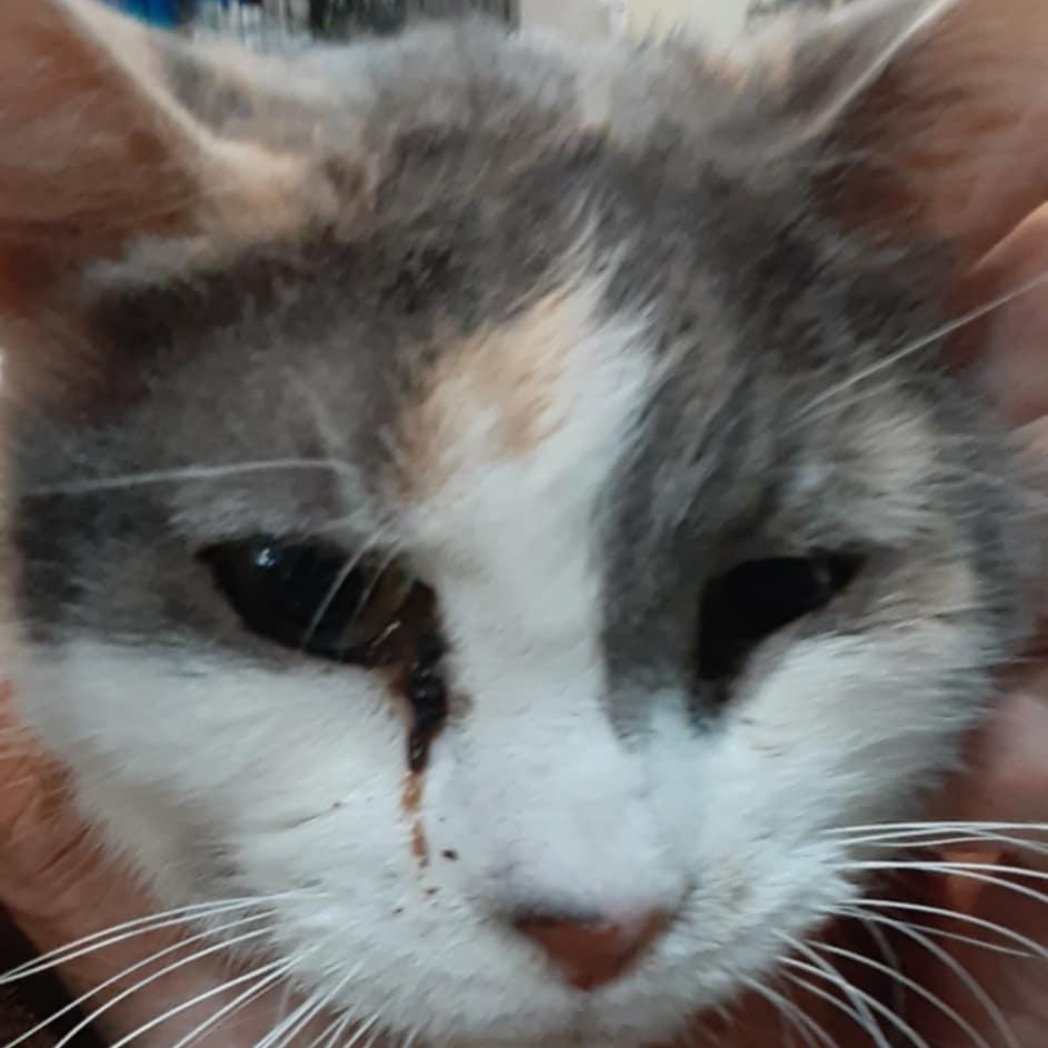 Charlotte -12 yo senior (bonded to Patches)
