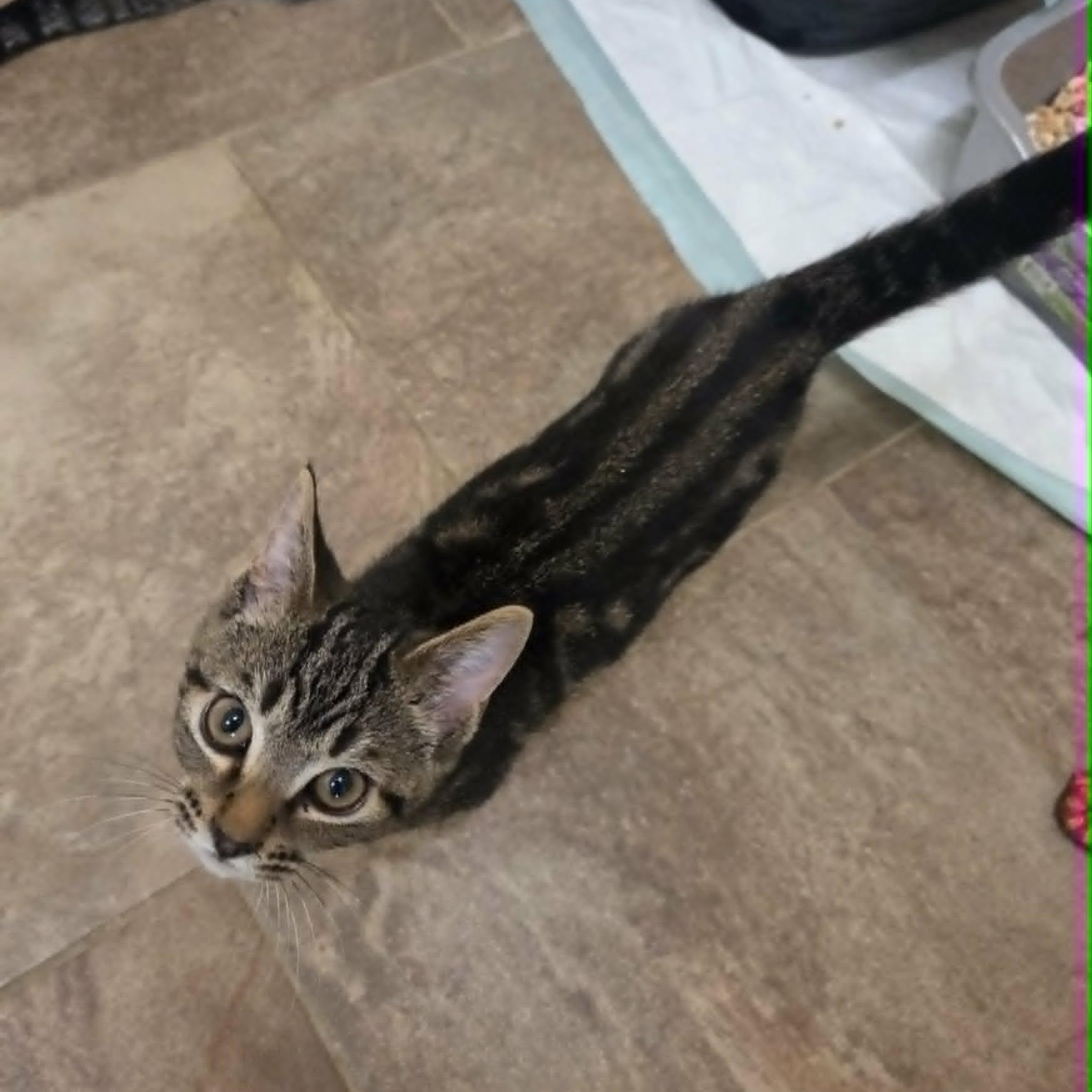 Mario, a ADOPTABLE Domestic Short Hair in Lancaster, KY image 4/4