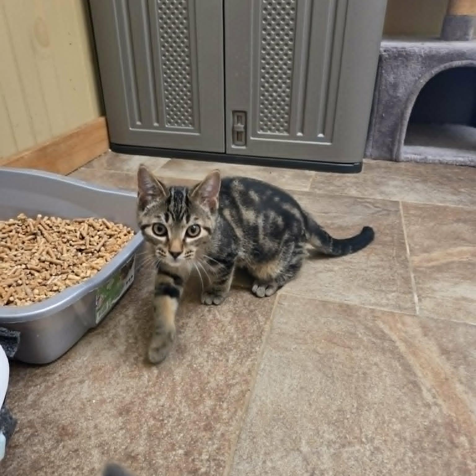 Mario, a ADOPTABLE Domestic Short Hair in Lancaster, KY image 2/4