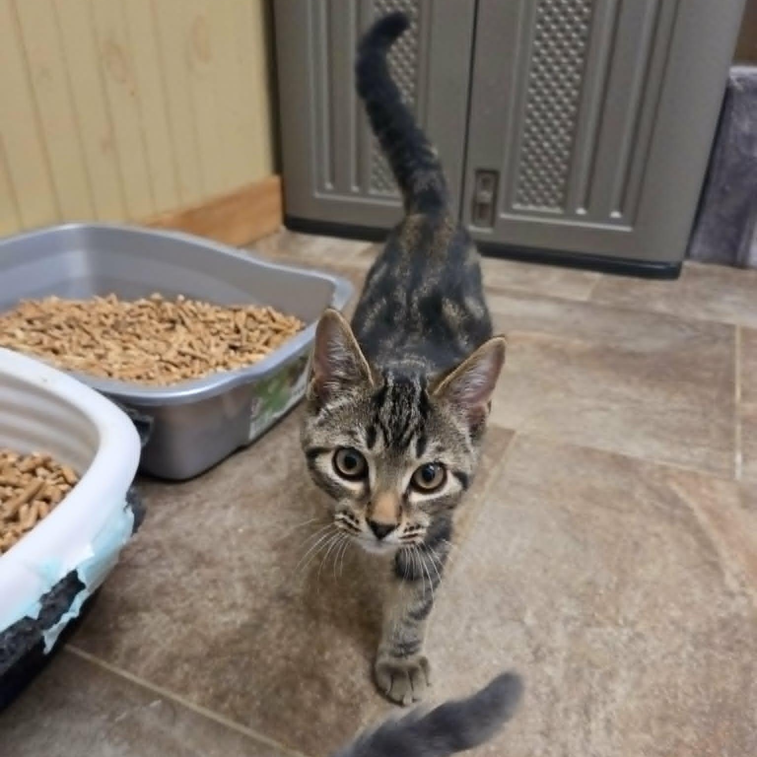 Mario, a ADOPTABLE Domestic Short Hair in Lancaster, KY image 1/4