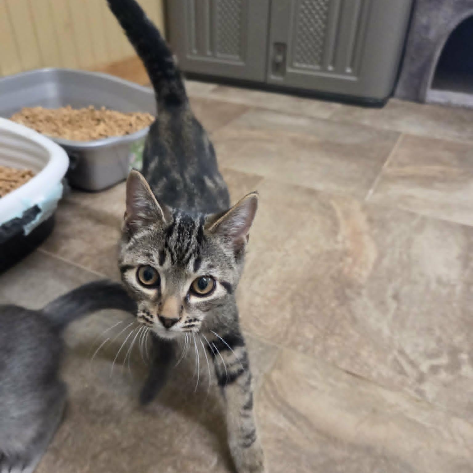 Mario, a ADOPTABLE Domestic Short Hair in Lancaster, KY image 3/4